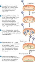 Transfer of genetic material using a bacteriophage 

A bacteriophage is a  virus that can parasitize bacteria and inject material into it. It can't replicate because it's missing its own genetic material

