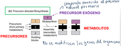 En la adición de precursores exógenos