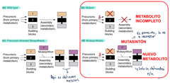 Organismo con un mutación en un punto de la síntesis para evitar la formación de una unidad estructural y luego se adiciona exógenamente el mutasintón que se incorpora en la nueva estructura