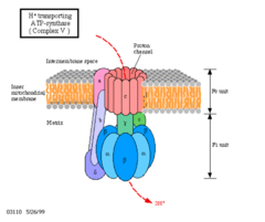 how does the ATP synthase work? 