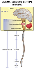 Prosencéfalo: cerebro y diencéfalo.
Mesencéfalo.
Rombencéfalo: protuberancia y bulbo raquídeo (en donde se decusan las fibras.).
Cerebelo.
Tronco encefálico: mesencéfalo, protuberancia y bulbo raquídeo.
Médula espinal: (de arriba a abajo)...