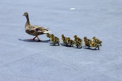 Forma instintiva del aprendizaje en la cual, durante el periodo critico del desarrollo temprano, un animal joven desarrolla un apego con el primer objeto móvil que ve, que casi siempre es la madre.