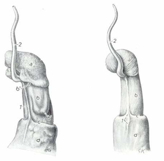 Når vædderen er nyfødt sidder preputium og penis hæftet sammen

Ved 3,5 mdr. alder udvikler den en processus urethralis. Det er uvidst om den er formålsløs, men nogle mener, at den har en betydning for fertiliteten. Andre vælger at snippe d...