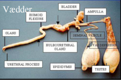 Penis med processus urethralis og semoidflexur
Ampulla
Sædblærer (vesiculae seminalis)
Prostata
Glandulae bulbourethralis
