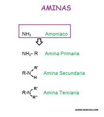 Las aminas se clasifican contando el número de átomos de carbono directamente enlazados al átomo de nitrógeno.