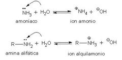Las aminas reaccionan como bases en agua