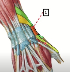 1.	Abductor largo del pulgar (lateral) + extensor corto del pulgar (medial)