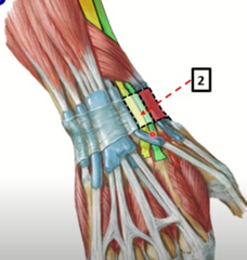 2.	Extensor radial largo del carpo + extensor radial corto del carpo