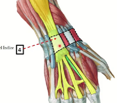 4.	Extensor común de los dedos + extensor propio del índice