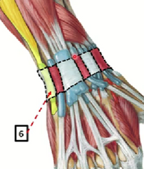 Extensor cubital del carpo (cubital posterior)