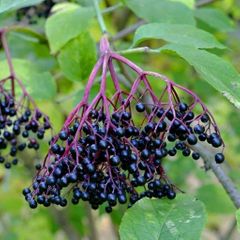 Elderberry 
