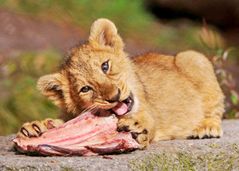 Comer (animales)