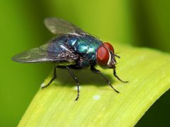 die Fliege / eine Fliege