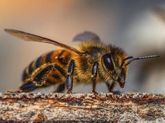 die Biene / eine Biene