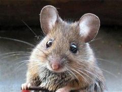 die Maus / eine Maus