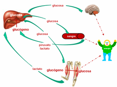 La fosforilasa de glucógeno es la enzima clave que descompone el glucógeno y libera glucosa-1-fosfato, el primer paso en la glucogenólisis.