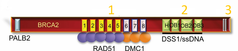 BRCA2 structure