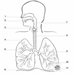 The Respiratory system Flashcards - Cram.com