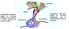 La adenohipofisis: es tejido epitelial glandular, sintetiza y secreta HORMONAS TROFICAS que regulan la actividad de las otras glandulas. TIENE CONEXIONES VASCULARES.
La neurohipofisis es tejido nervioso, no sintetiza sino que almacena y libera pro...