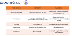 - ACTH (Adenocorticotrofina) 
- LH y FSH (Luteinizante y Foliculo estimulante) 
- TSH (Tirotrofina) 
- GH (hormona de crecimiento)
- PRL (Pro lactina)