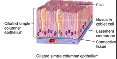 - Covered with cilia for movement 
- Absorption and secretion