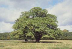 Árbol