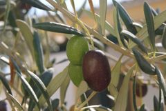 Olivo - Aceitunas