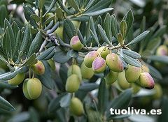 aceituna, olivo