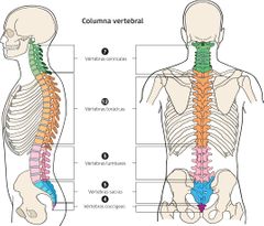 7 vértebras Cervicales ( C1-C7 ) 
12 Vértebras Torácicas ( T1- T12) 
5 Vértebras Lumbares ( L1-L5 ) 
5 fusión Sacra 
4 fusión Coccígeas