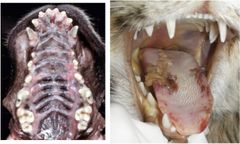 Name this disease of the oral cavity?