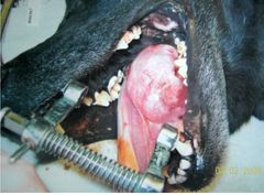 Name this non-infectious inflammatory disease of the oral cavity 