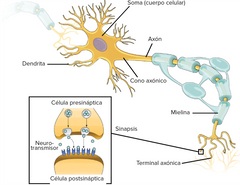 Ocurre gracias a la liberacion de mensajeros quimicos conocidos como neurotransmisores. 
Los neurotransmisores llevan informacion de la neurona presinaptica o emisora a la celula postsinaptica o receptora. 
Las sinapsis se forman entre las termina...
