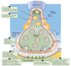 Paso 1: las moléculas del neurotransmisor se empaquetan en vesículas sinápticas, los transportadores vesiculares concentran el neurotransmisor en el interior de la vesícula. 
Paso 2: un potencial de acción, que implica a canales de sodio y po...