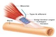 Los órganos tendinosos de Golgi conectan hasta 25 fibras extrafusales cerca de la unión del tendón con el musculo.