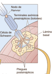 Consta de: 
- Las terminales axonicas presinápticas amielínicas (o botones) ramificadas en forma de árbol (arborizaciones terminales). 
- La membrana postsináptica de la fibra muscular que descansa directamente bajo el terminal nervioso y se c...