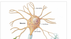 1. Cell body (contains the major concentration of the cytoplasm and the nucleus 
2. Dendrites ( receptive part of the neuron- conduct signals toward the cell body 
3. Axons (conductive, transmit nerve impulses away from the cell body 