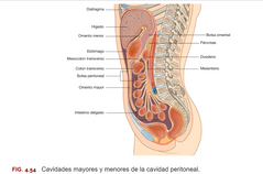 El mesocolon sigmoide es un pliegue peritoneal en forma de V invertida que une el colon sigmoide a la pared del abdomen