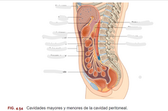 Qué es el mesocolon sigmoide