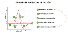 0)	Membrana en reposo: Canal de K+ y de Na+ voltaje dependientes cerrados.
1)	Estimulo supraumbral: apertura de canales de Na+ (se activan según el estimulo), ingreso de Na+ = despolarización local. 
2)	Fase de despolarización: apertura de comp...