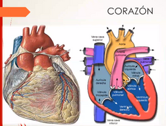 1)	Fase de llenado: la valvula de entrada esta abierta y la de salida cerrada. 
2)	Contracción isovolumetrica: ambas válvulas estan cerradas y no hay flujo sanguíneo. 
3)	Fase de vaciado: la valvula de salida esta cerrada y la de entrada abiert...