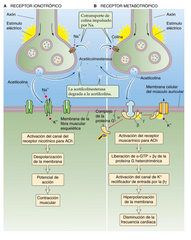 La unión neuromuscular es la sinapsis entre neurona y músculo.
1) Interacción Acetilcolina con receptor ionotrópico, produce apertura de estos receptores e ingreso de Na+ (Potencial de placa motora)
2)Esta despolarización local se propaga a l...