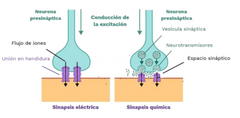 Area o estructura de contacto entre dos células especializadas en la transmisión del impulso nervioso. Puede ser eléctrica o química. Si es eléctrica, no requiere de neurotransmisores.