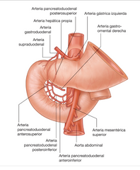 ■ Ramas de la arteria gastroduodenal.
■ La arteria supraduodenal originada en la arteria gastroduodenal.
■ Ramas duodenales procedentes de la arteria pancreatoduodenal superoanterior 
■ Ramas duodenales procedentes de la arteria pancreatod...