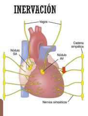 El simpatico inerva los nódulos de conducción y el propio musculo cardiaco. La noradrenalina es cardioacelerador. Estimula las 4 propiedades del corazón (conductibilidad, fuerza de contracción, frecuencia, automatismo). Cuando el musculo es in...