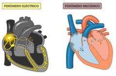 Repolarizacion ventricular: Fenomeno electrico y mecanico?