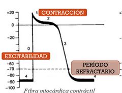 Fase 0: despolarizacion 
Fase 1: repolarizacion inicial o muesca (el calcio no deja que repolarice) 
Fase 2: meseta
Fase 3: repolarizacion rapida 
Fase 4: fase de reposo