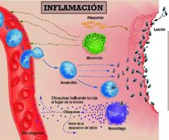 Conjunto de mecanismos de defensa que ocurren en un tejido vivo vascularizado, en respuesta a una lesión o infección. Los mastocitos empiezan a liberar sustancias que producen muchos de estos síntomas de la inflamación como vasodilatación, au...