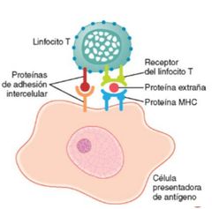 Las células presentadoras de antígeno (CPA) son un grupo diverso de células del sistema inmunitario cuya función es la de captar, procesar y como su nombre los indica, exponer moléculas antigénicas sobre sus membranas para presentarlas y que...