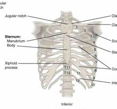 Thoracic cage Flashcards - Cram.com