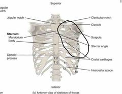 Thoracic cage Flashcards - Cram.com